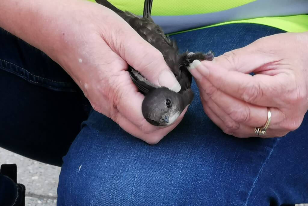 Brandweer bevrijdt vastzittende zwaluw