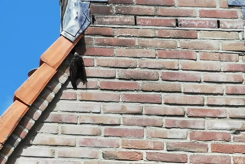 Brandweer bevrijdt vastzittende zwaluw