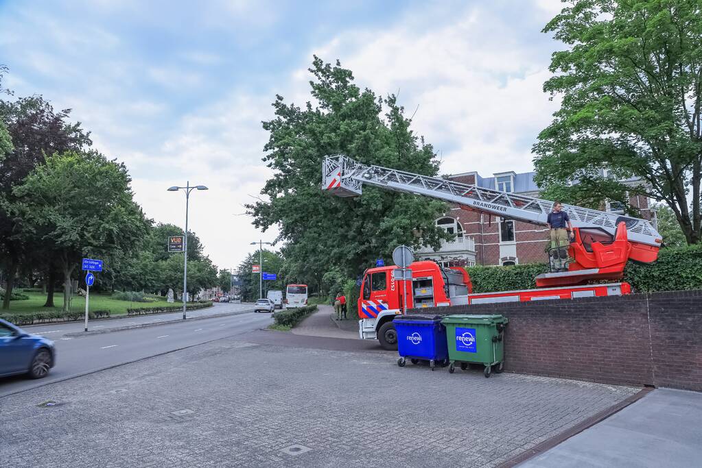 Valkparkiet vliegt boom in