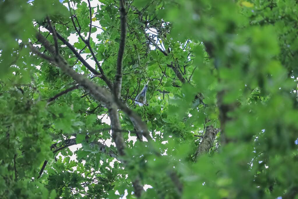 Valkparkiet vliegt boom in
