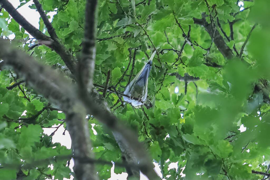 Valkparkiet vliegt boom in