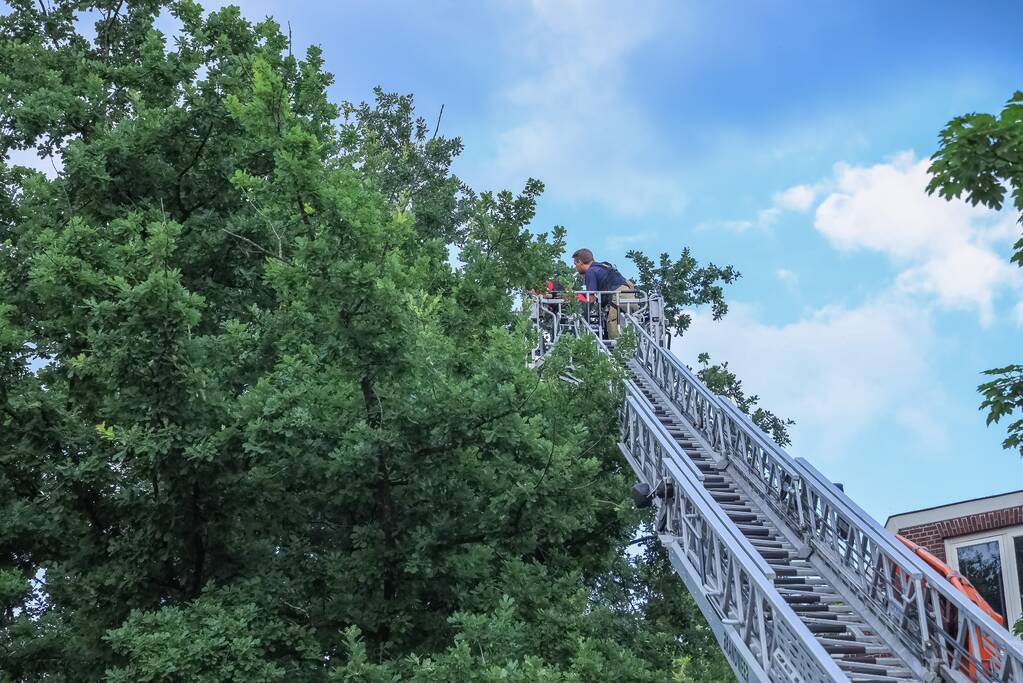 Valkparkiet vliegt boom in