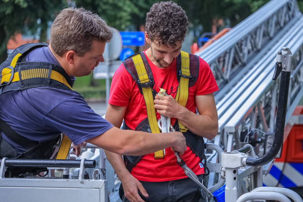 Valkparkiet vliegt boom in
