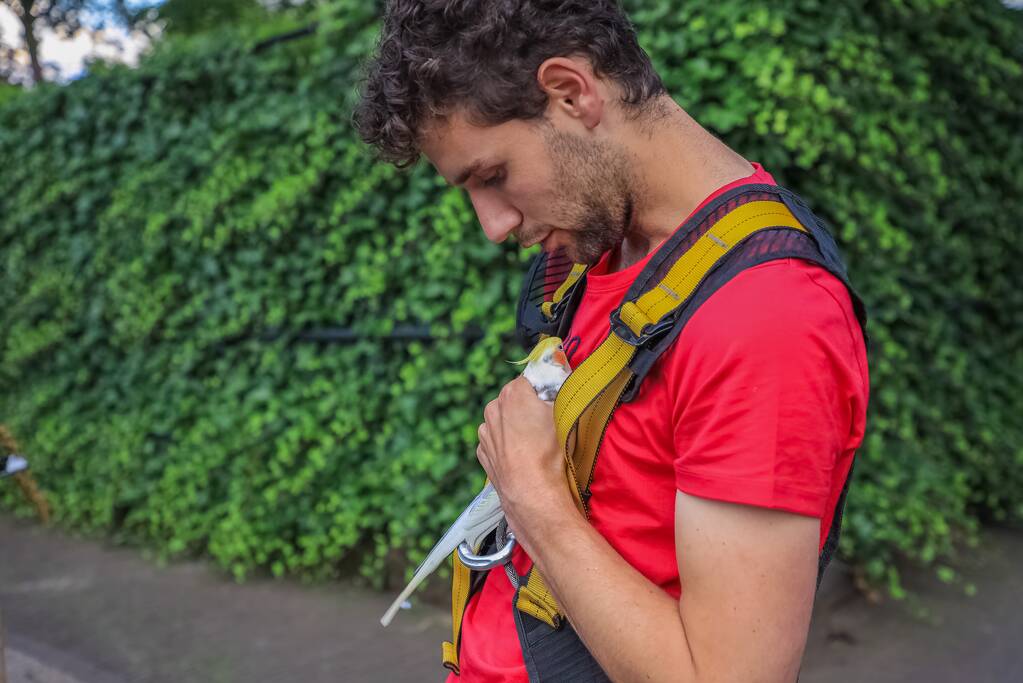 Valkparkiet vliegt boom in