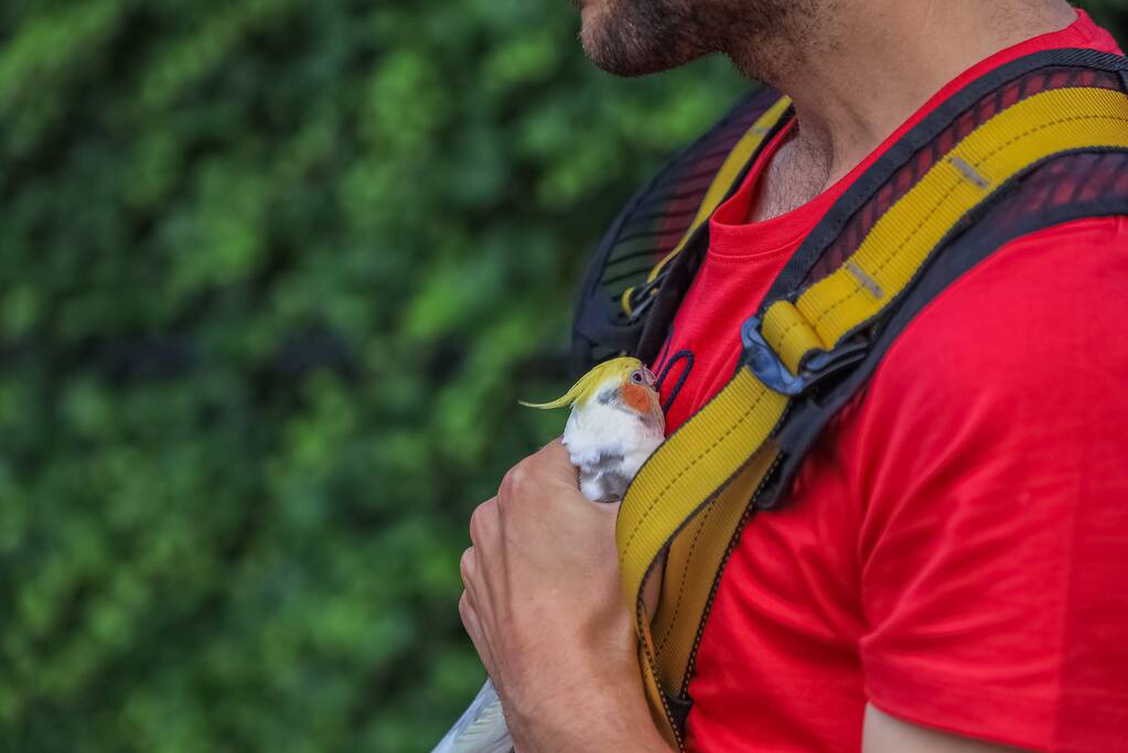 Valkparkiet vliegt boom in