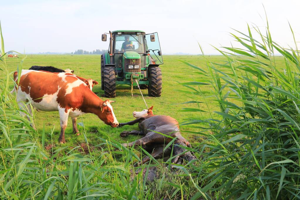 Kalf verdronken tijdens bevalling