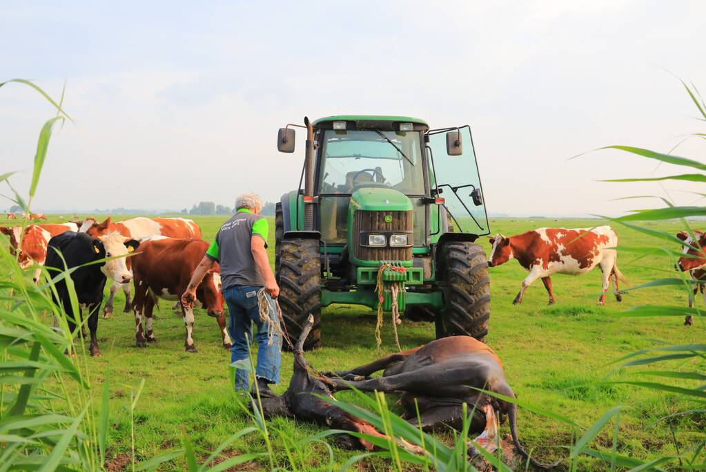 Kalf verdronken tijdens bevalling