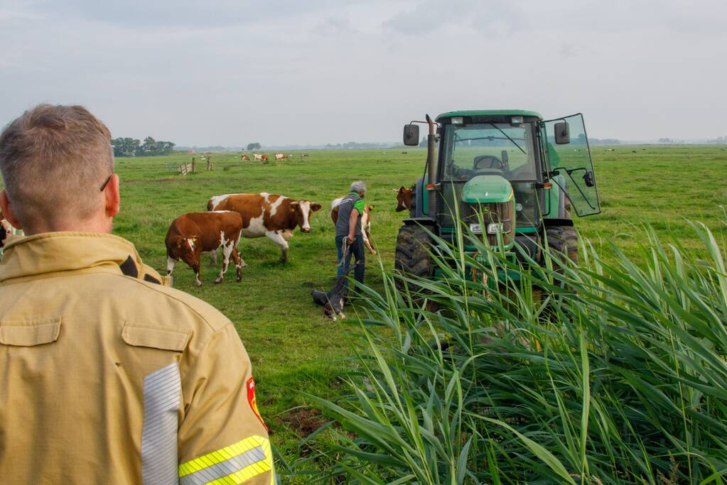 Kalf verdronken tijdens bevalling