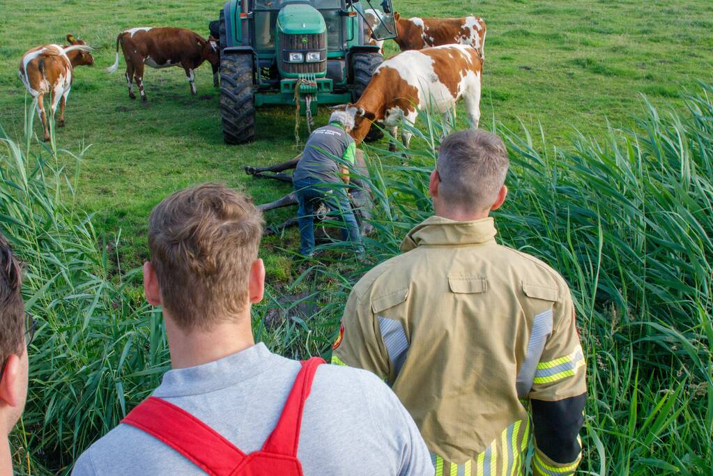 Kalf verdronken tijdens bevalling