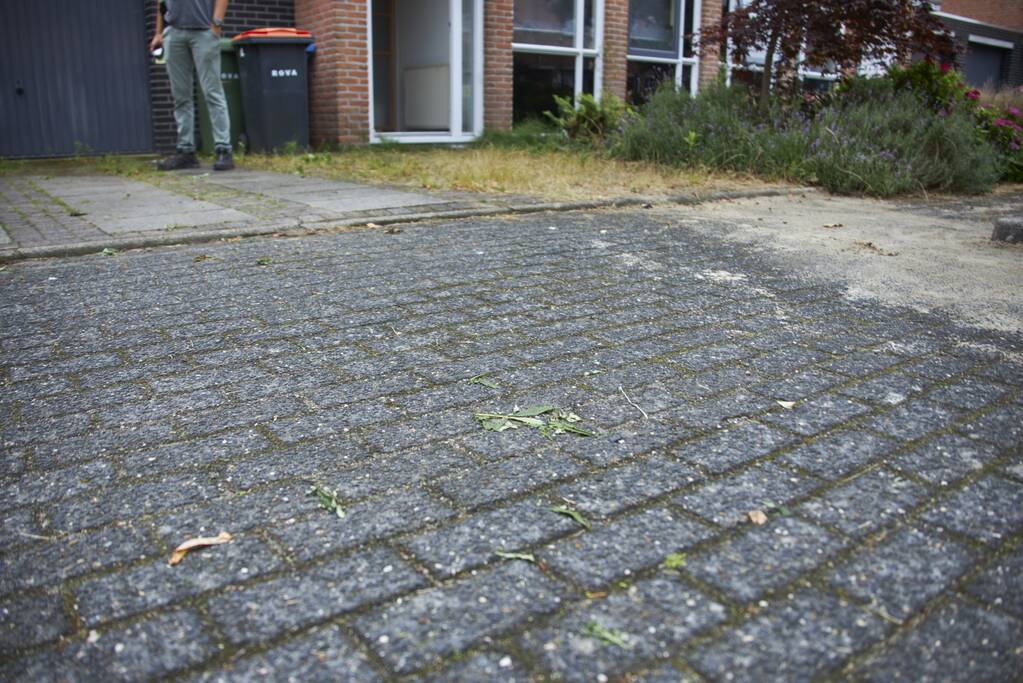 Hennepkwekerij met 50 planten aangetroffen in Kattenbroek