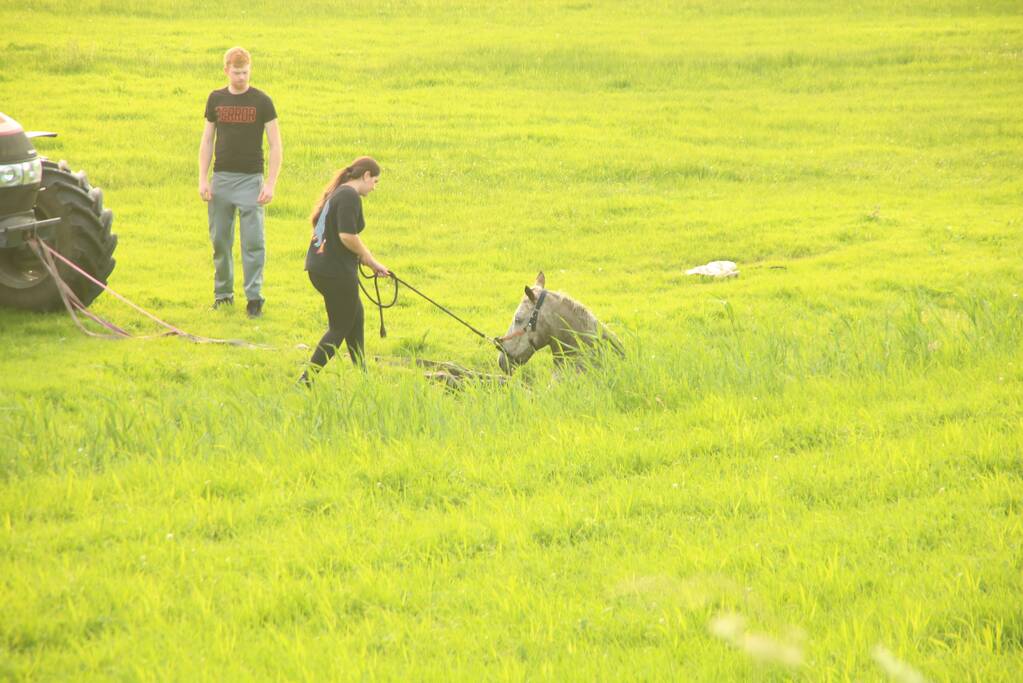 Brandweer haalt paard uit sloot