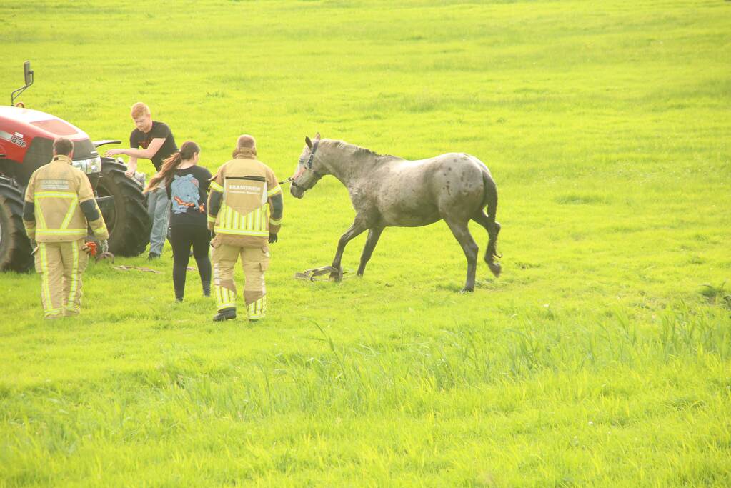 Brandweer haalt paard uit sloot