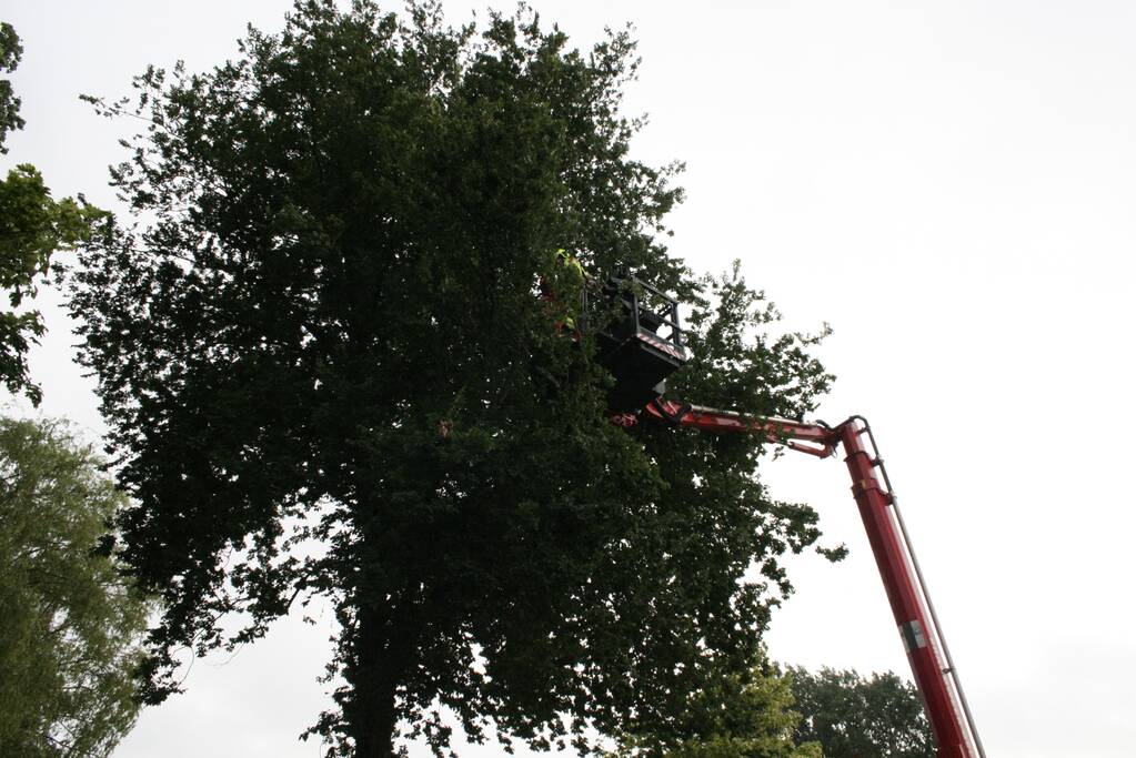 Tak valt vanuit boom op personenauto