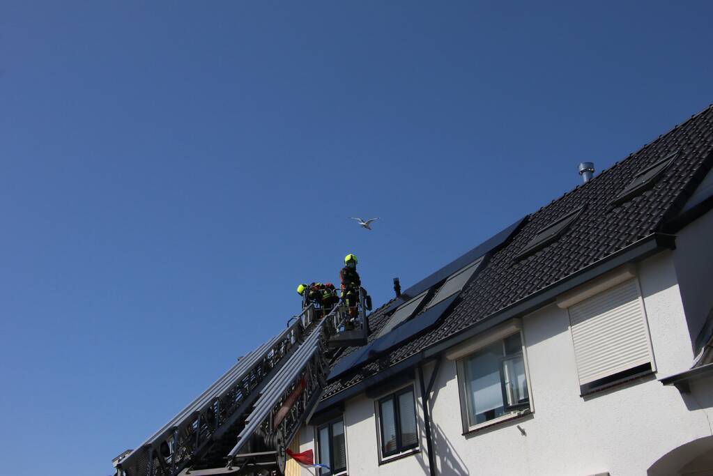 Jonge meeuw vast onder zonnepaneel