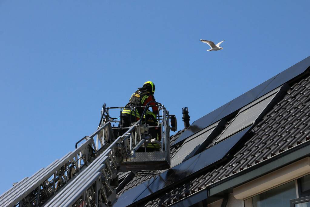 Jonge meeuw vast onder zonnepaneel