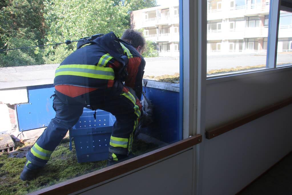 Meeuw gered door brandweer