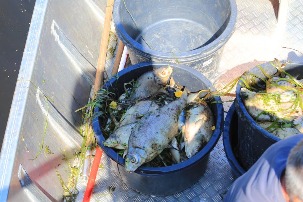 Waterschap haalt emmers met dode vissen uit Valleikanaal