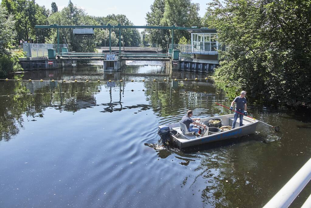 Waterschap haalt emmers met dode vissen uit Valleikanaal