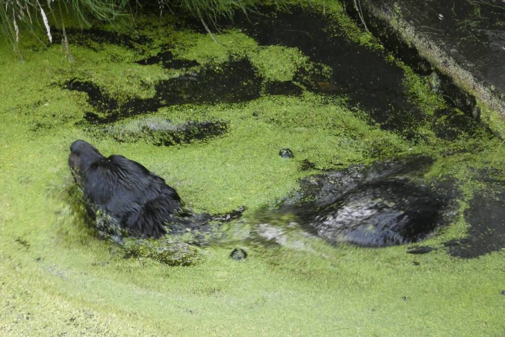 Brandweer vangt te water geraakte hond