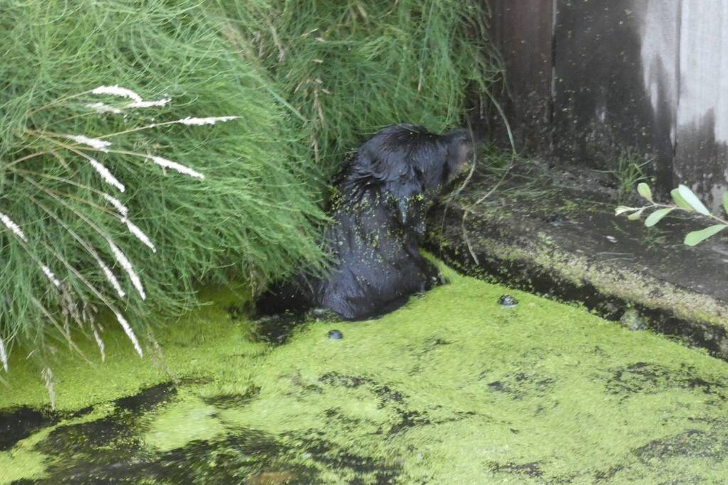 Brandweer vangt te water geraakte hond