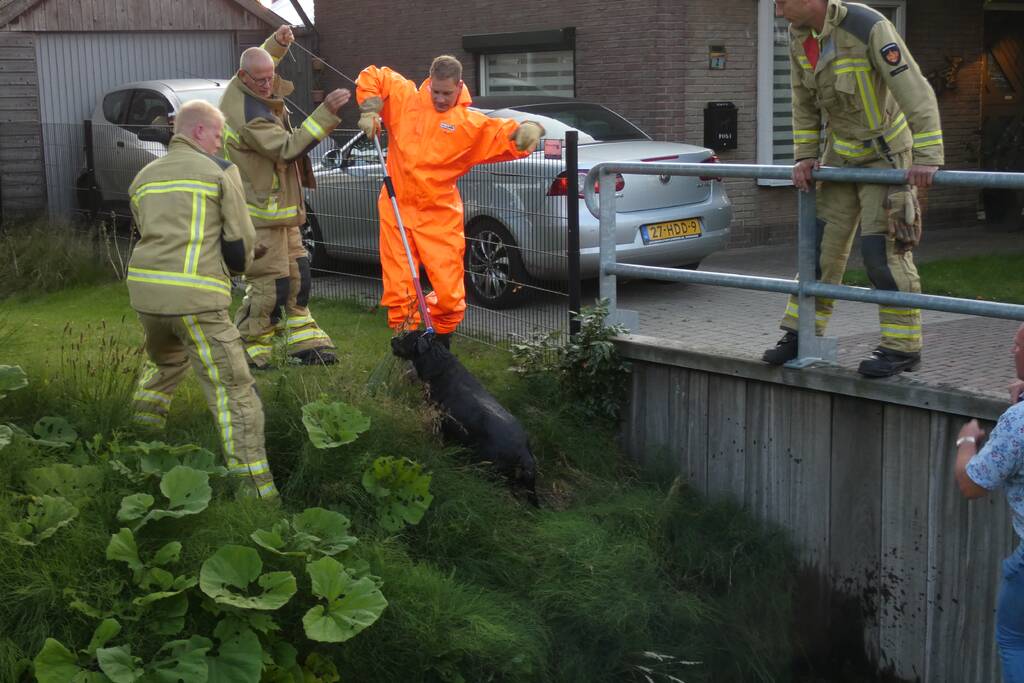 Brandweer vangt te water geraakte hond