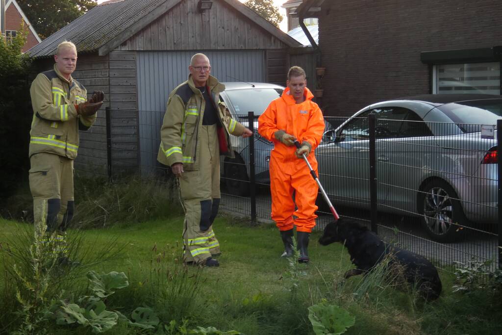 Brandweer vangt te water geraakte hond