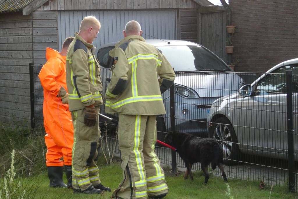 Brandweer vangt te water geraakte hond