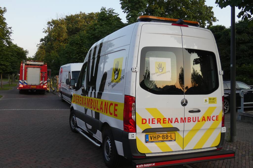Brandweer vangt te water geraakte hond
