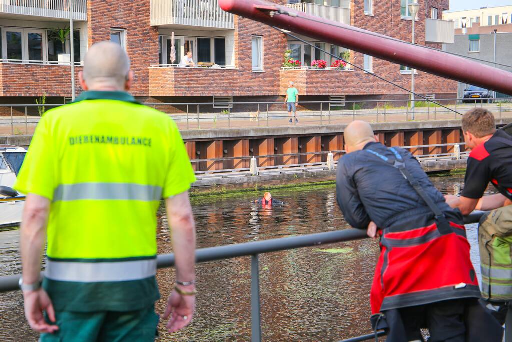 Baby meeuw komt in problemen