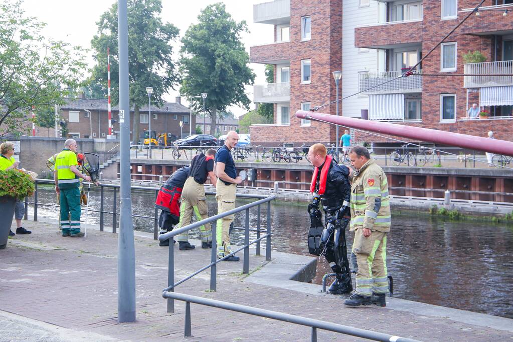 Baby meeuw komt in problemen