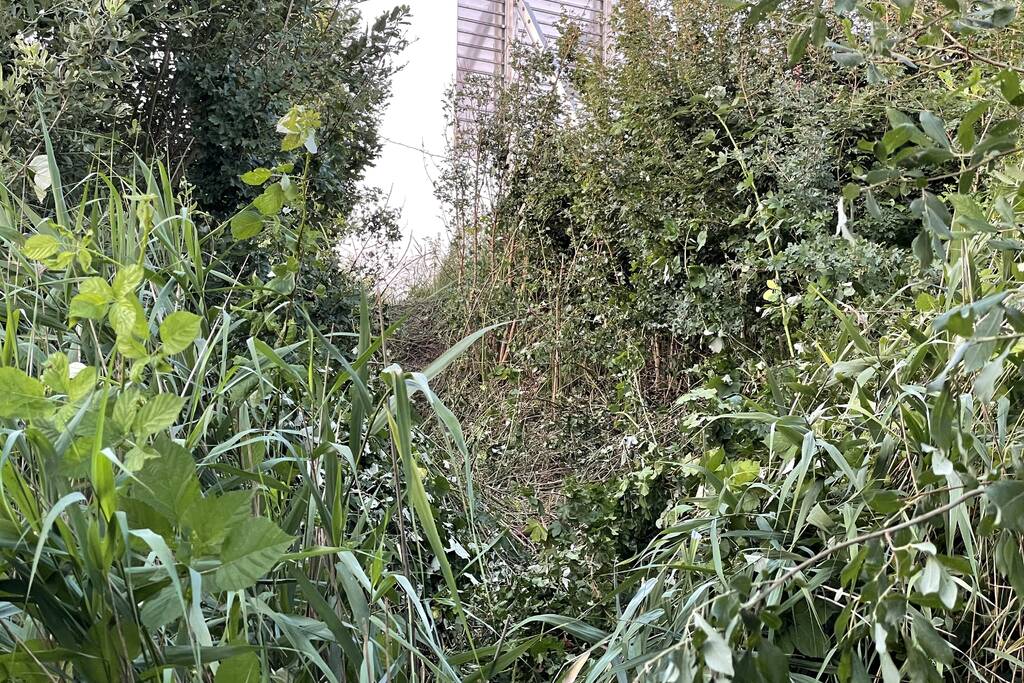 Auto komt tot stilstand in struikgewas