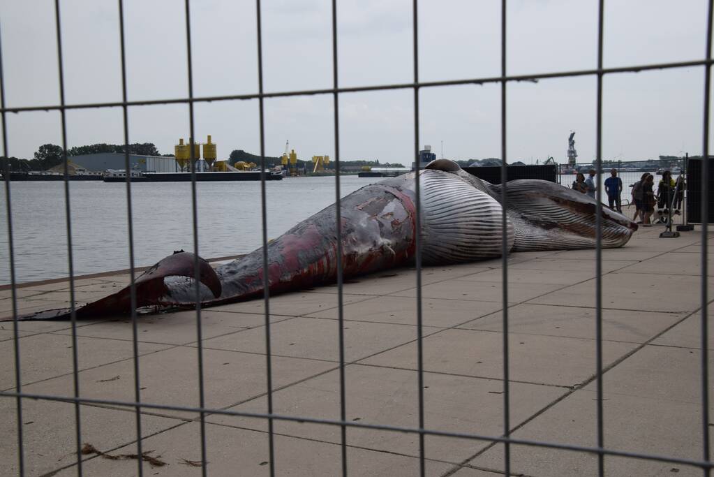 Aangetroffen dode vinvis trekt veel bekijks