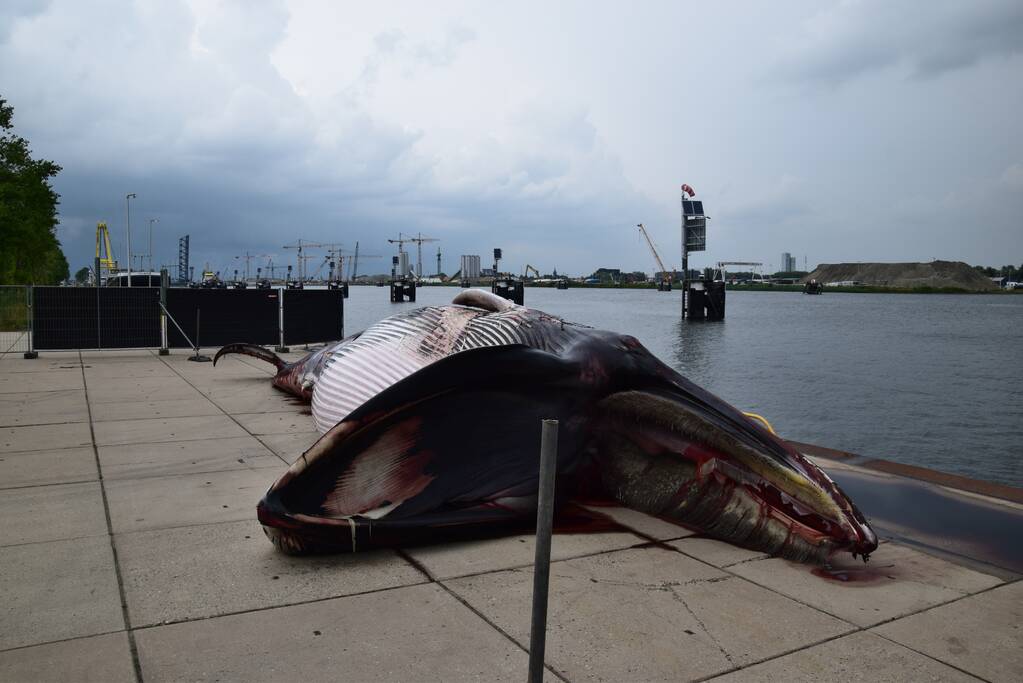 Aangetroffen dode vinvis trekt veel bekijks