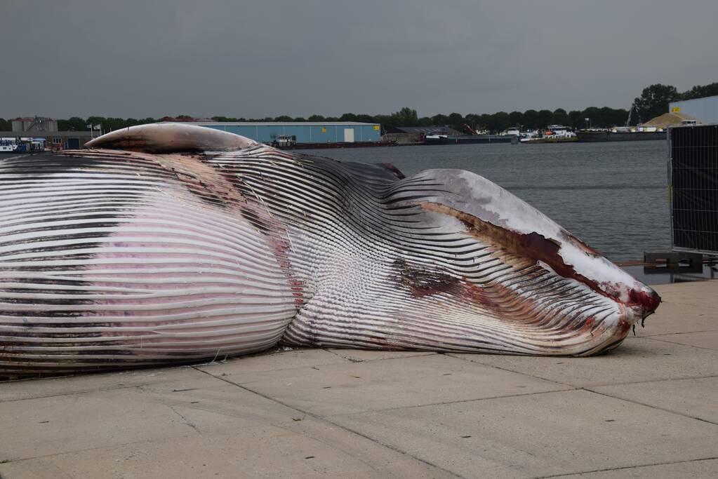 Aangetroffen dode vinvis trekt veel bekijks