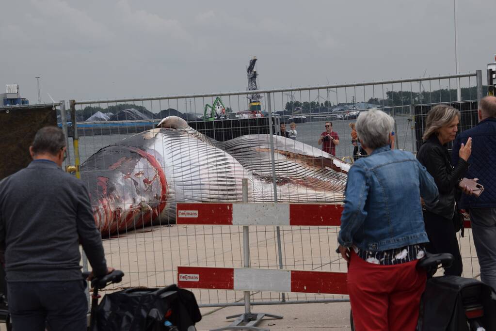 Aangetroffen dode vinvis trekt veel bekijks