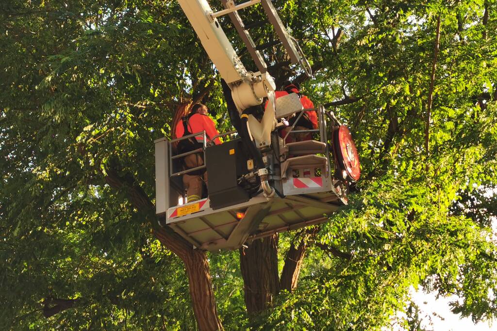 Brandweer verwijdert twee gevaarlijk hangende takken