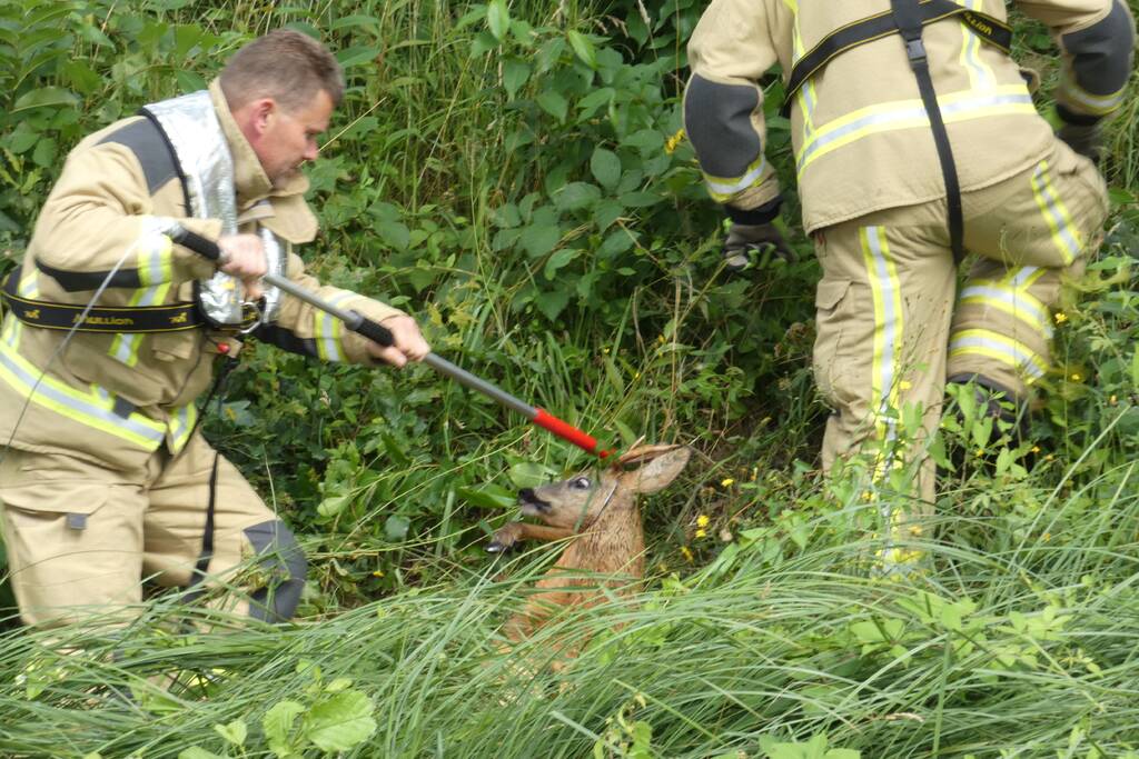 Brandweer redt hert uit water