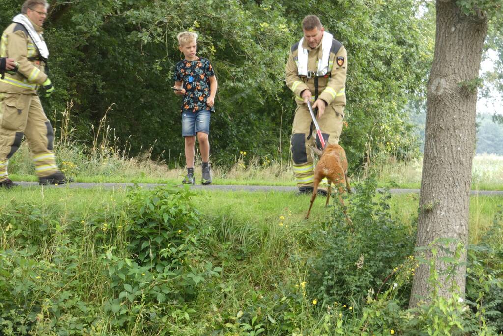 Brandweer redt hert uit water