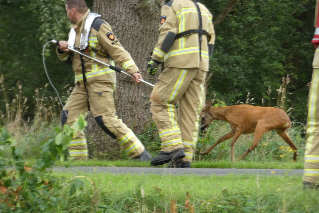 Brandweer redt hert uit water