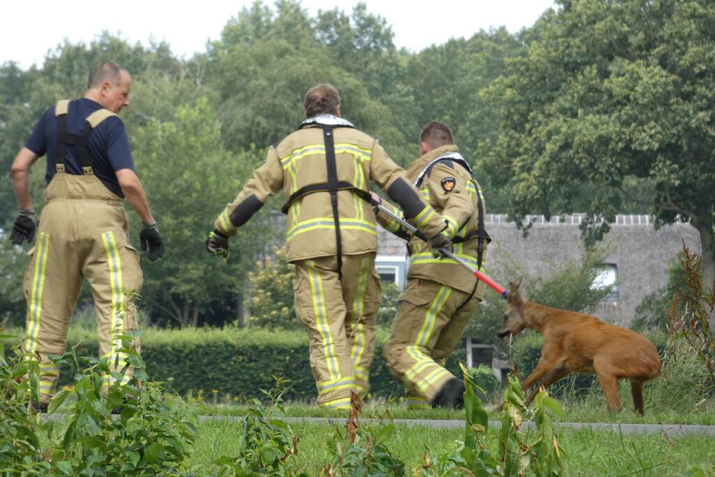 Brandweer redt hert uit water