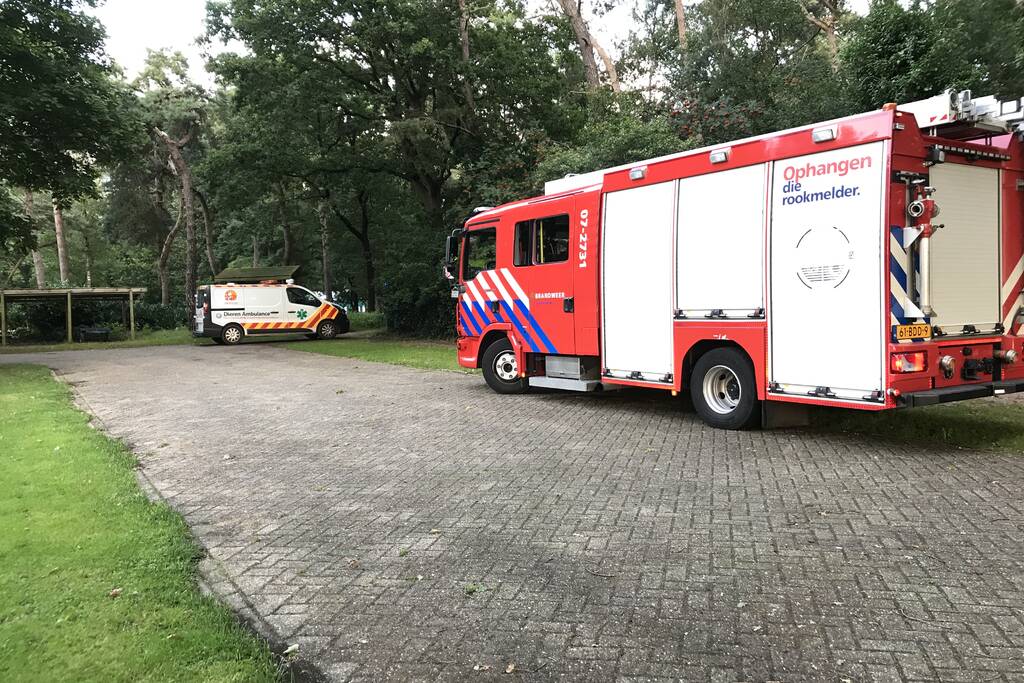 Kitten vast in de boom