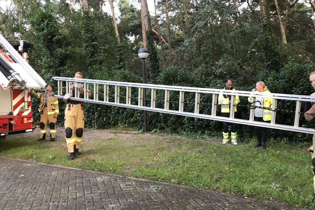 Kitten vast in de boom