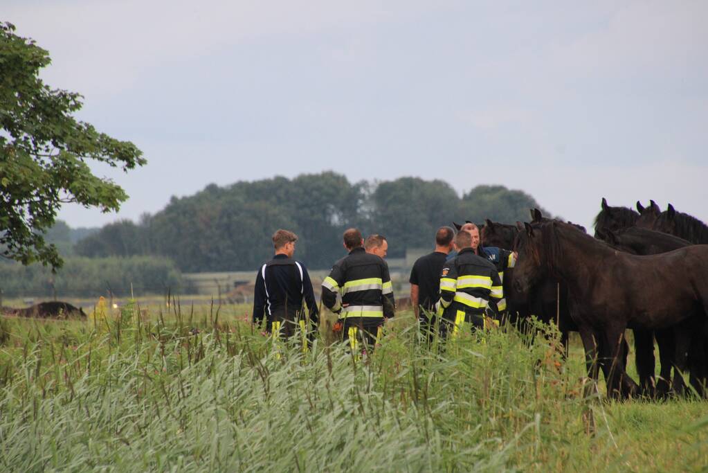 Brandweerlieden halen paard uit het water