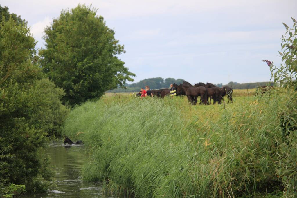 Brandweerlieden halen paard uit het water