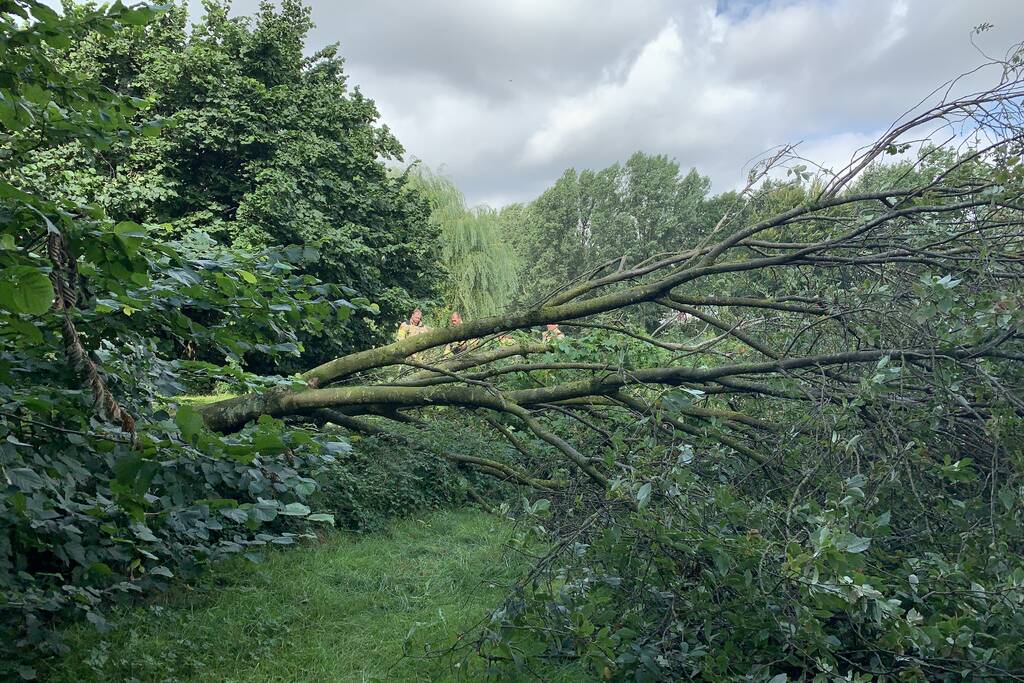 Brandweer zaagt omgevallen boom in stukken