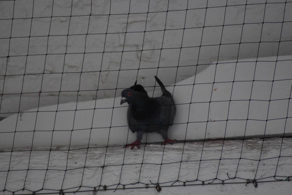Duif vast achter net in Nobelpoort