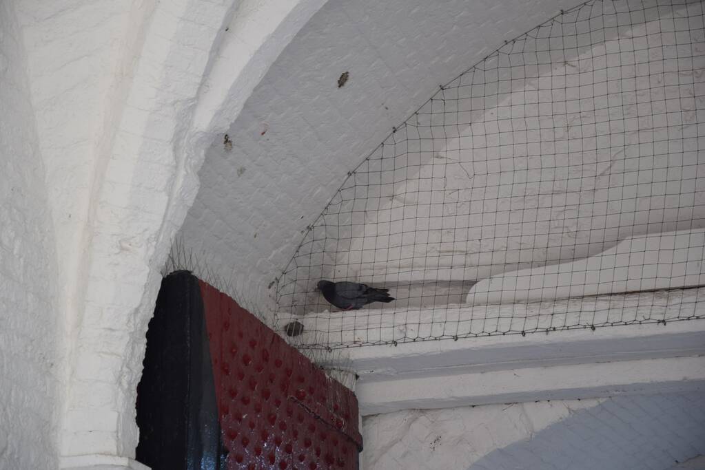 Duif vast achter net in Nobelpoort