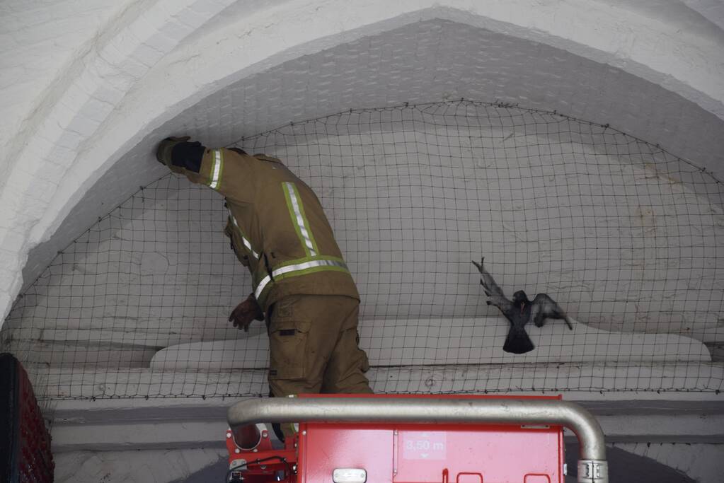 Duif vast achter net in Nobelpoort