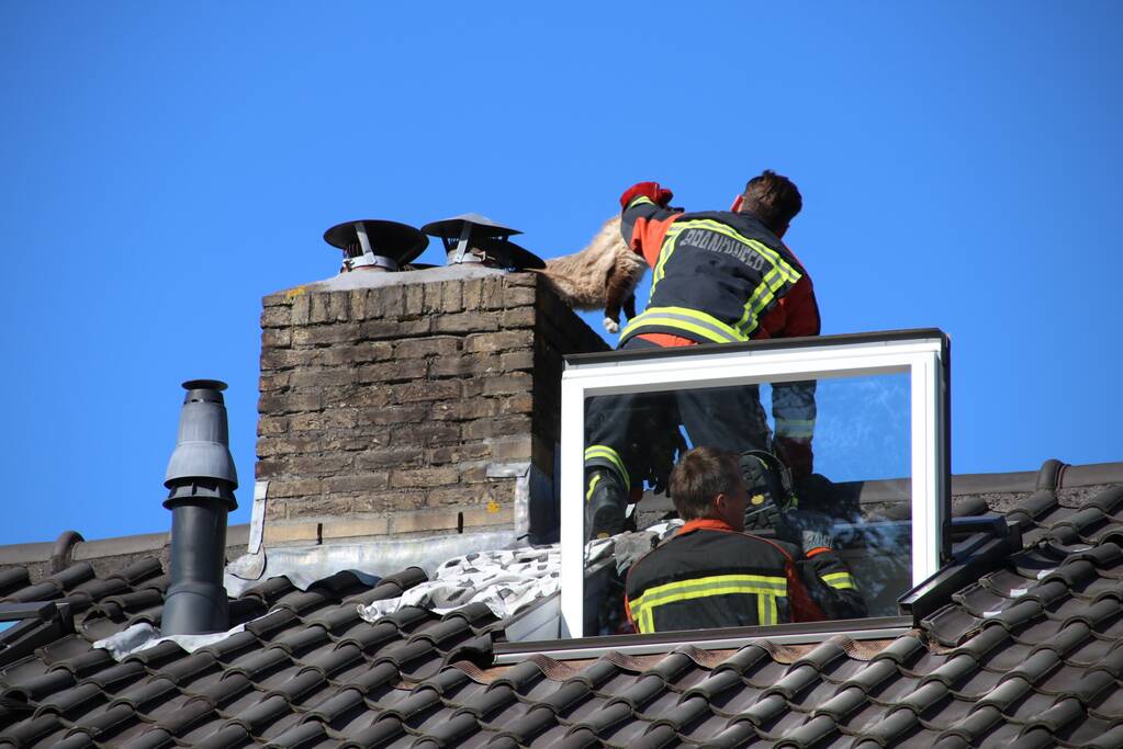 Siamese kat zit vast op schoorsteen van woning