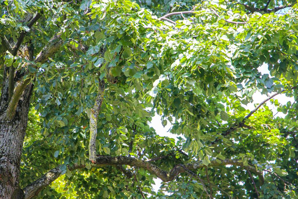 Brandweer verwijdert gevaarlijk hangende takken